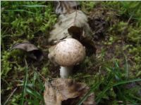 Kleiner Waldchampignon1